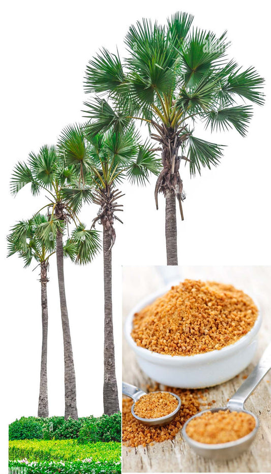 பனங்கற்கண்டு